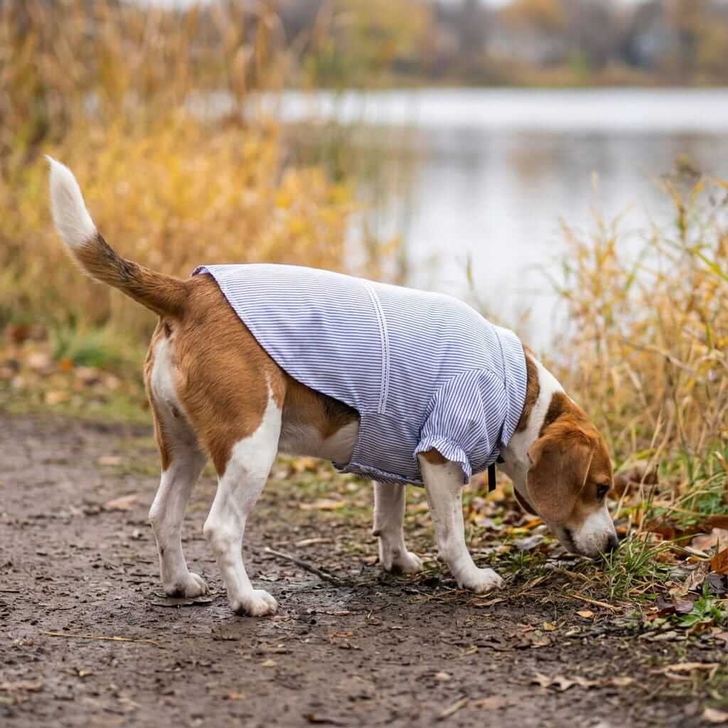 Beagle wearing a Bubble Sleeve Bow Tie Dog Shirt, featuring bubble sleeves and a lightweight design for summer. Dogs & Cats brand.