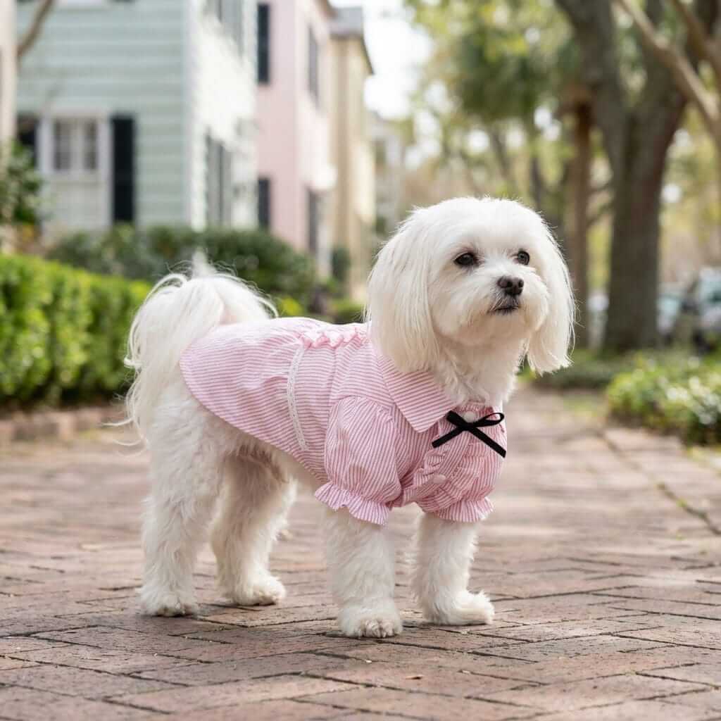 Bubble Sleeve Bow Tie Dog Shirt on a Maltese dog, featuring bubble sleeves, ruffle trim, lightweight design for Dogs & Cats.