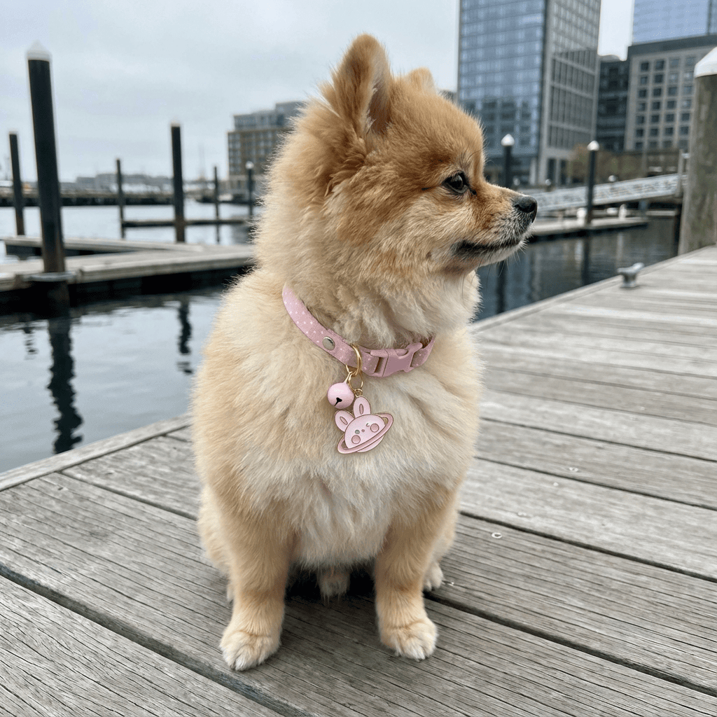 Buckle Closure Cat Bell Collar on a Pomeranian by Dogs & Cats brand, showcasing comfort, safety, and cuteness.