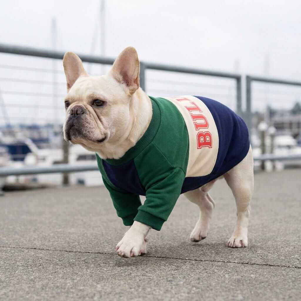 Bulldog Pet Sweater on a French Bulldog, showcasing its soft cotton material, breathable design, and trendy colors.