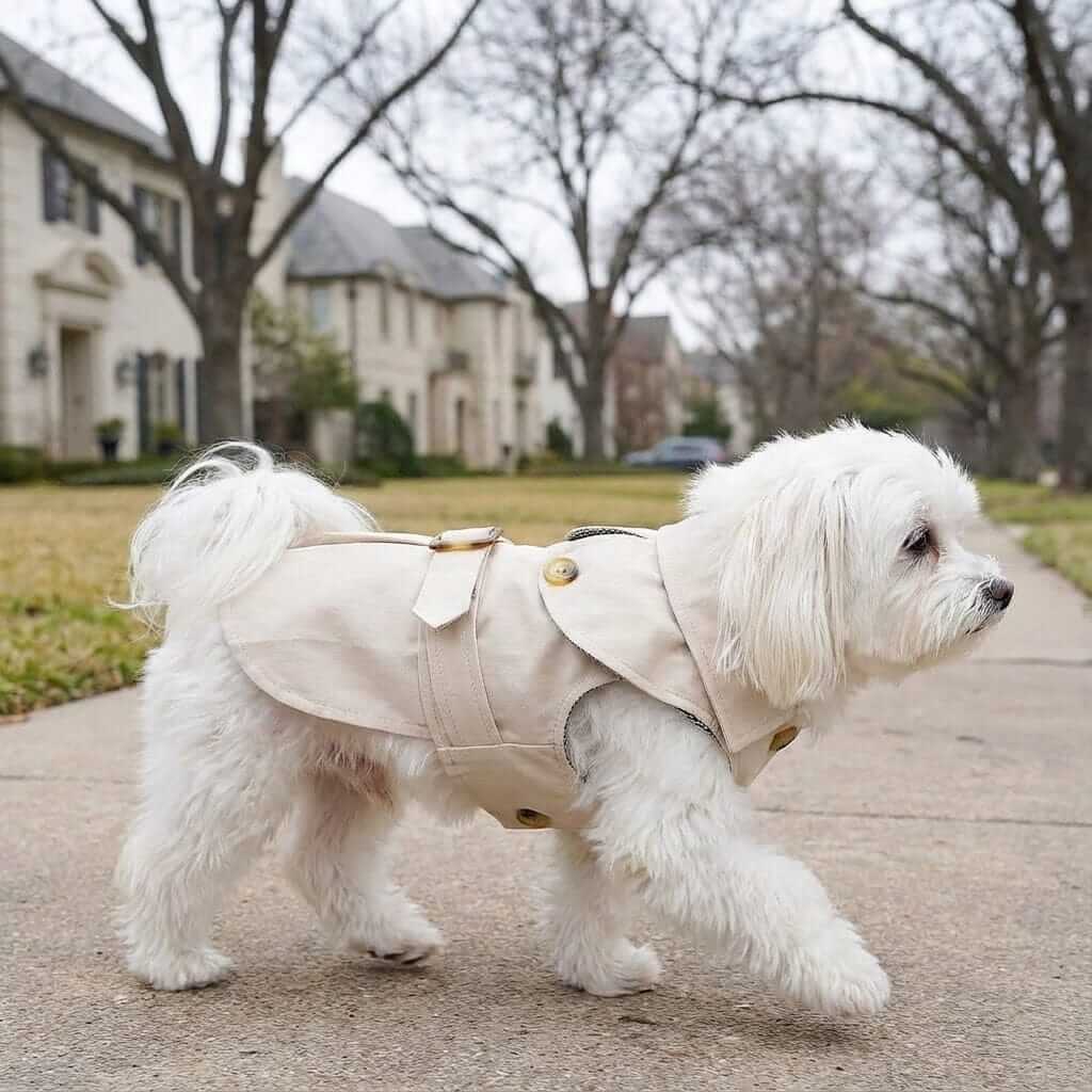 Button Belted Dog Coat on a small white dog walking in a neighborhood, showcasing its stylish design and comfort.