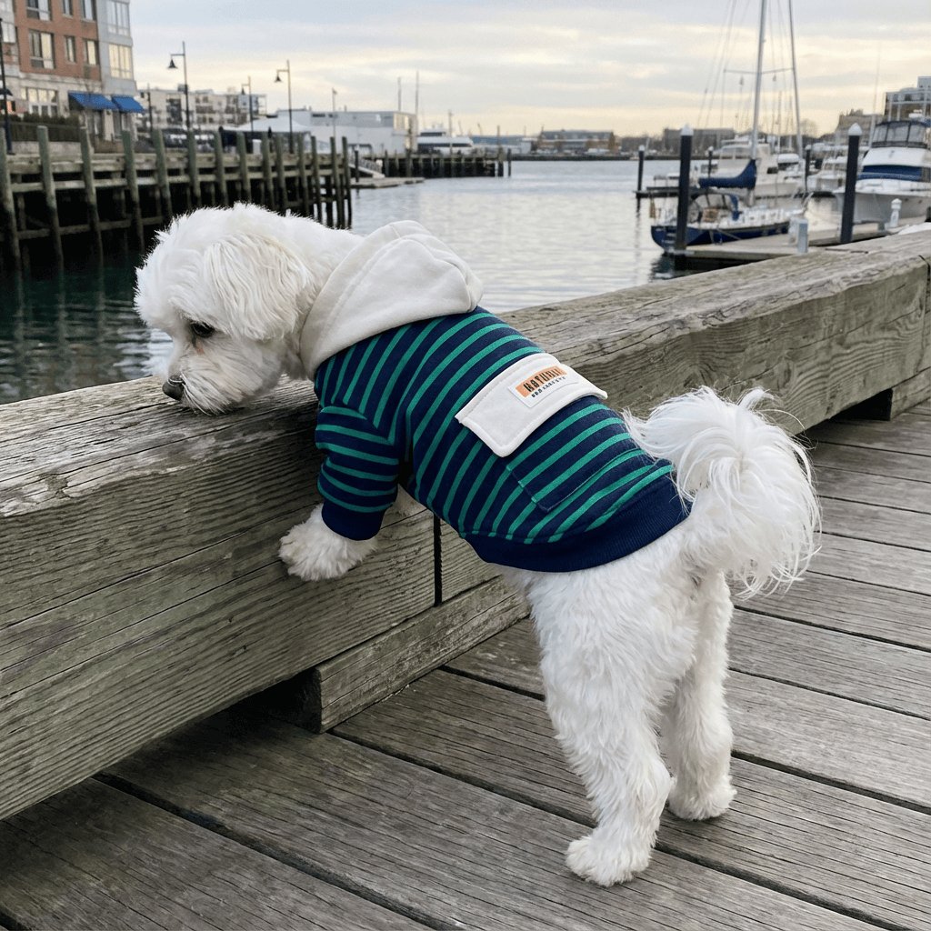 Check My Stripes Dog Hooded Sweater on a white dog by the waterfront, featuring a soft hood and striped pattern, perfect for stylish pets.