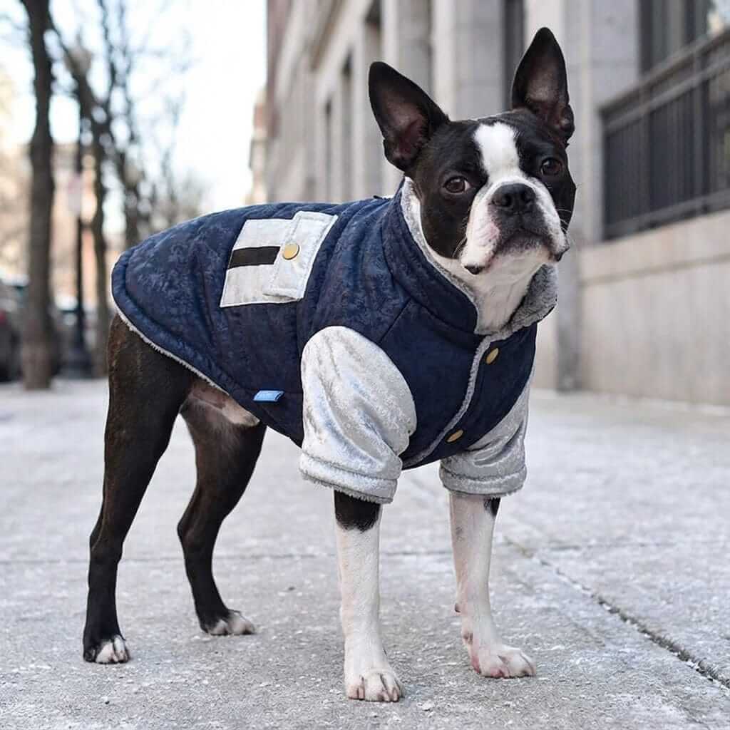 Chest Pocket Windproof Dog Coat on a stylish Boston Terrier, features short sleeves and windproof comfort by Dogs & Cats.