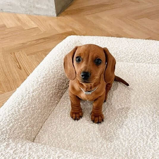 Cloud Bliss Orthopedic Dog Bed with a cozy design, featuring a small dachshund puppy for Dogs & Cats.
