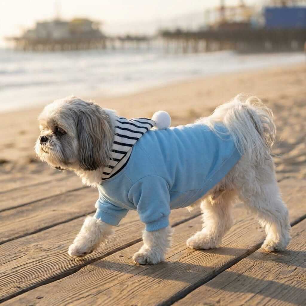 Comfy Dog Striped Hoodie on a small dog at the beach, showcasing supreme comfort and trendy style.