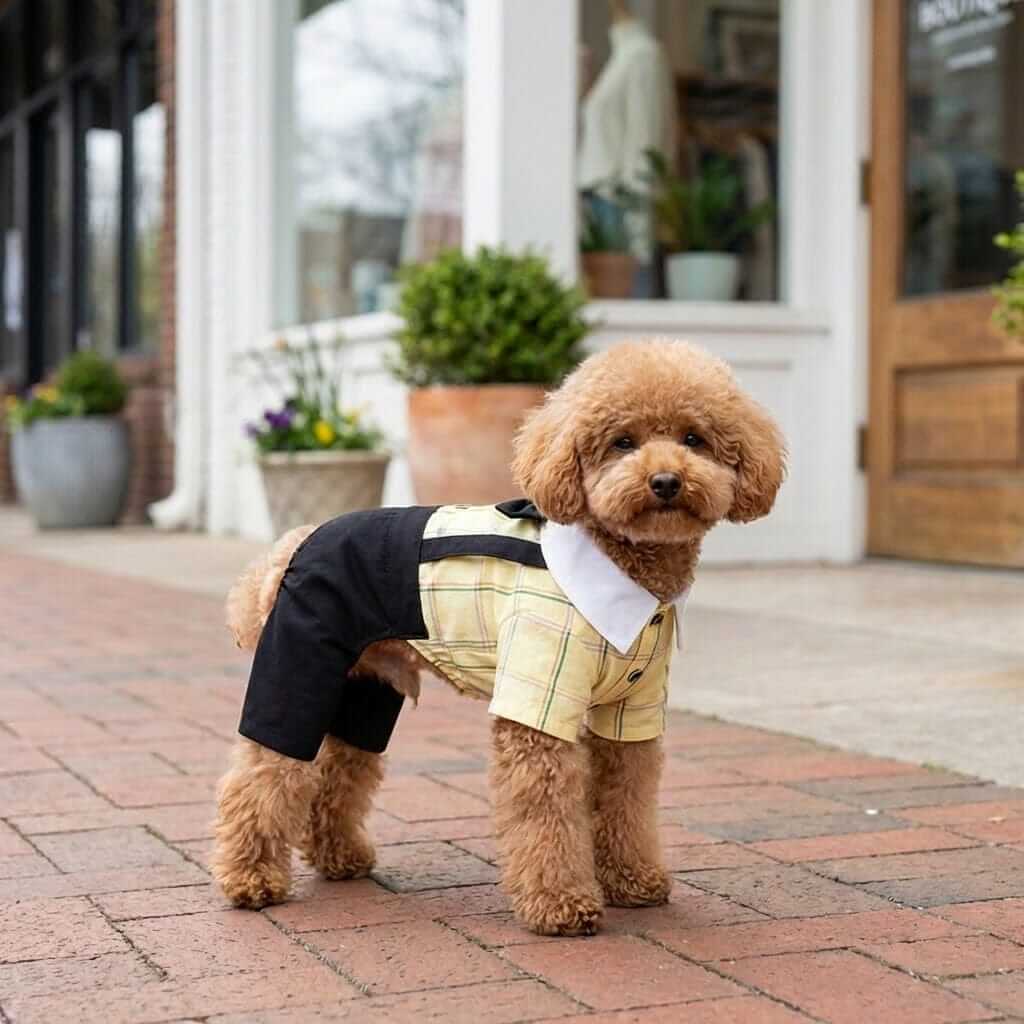 Couple Wear Student Suit for Dogs & Cats, featuring a stylish design with bowtie, comfortable fit, and lightweight cotton material.