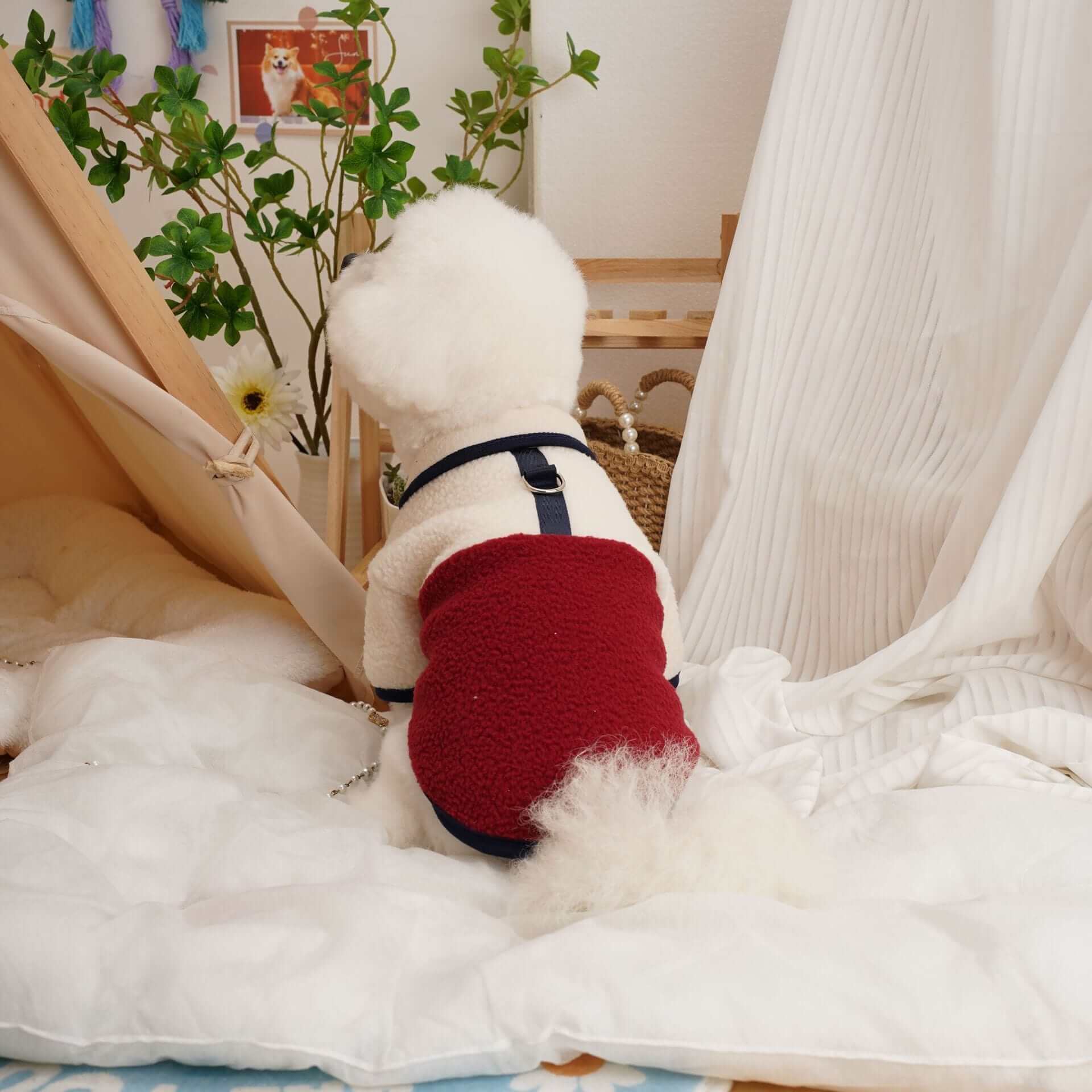Cozy Spring & Fall Fleece Dog Jacket on a fluffy dog in a cozy indoor setting, perfect for spring and fall adventures.