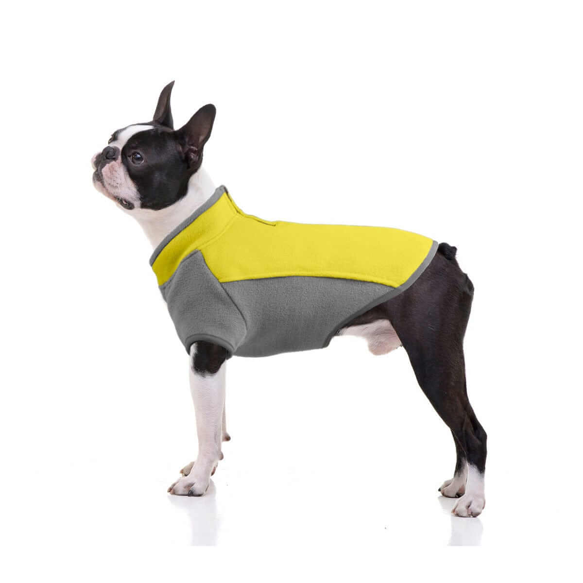 CozyPaws Stretchy Dog Sweater on a Boston Terrier, showcasing grey and yellow design for comfort and warmth.