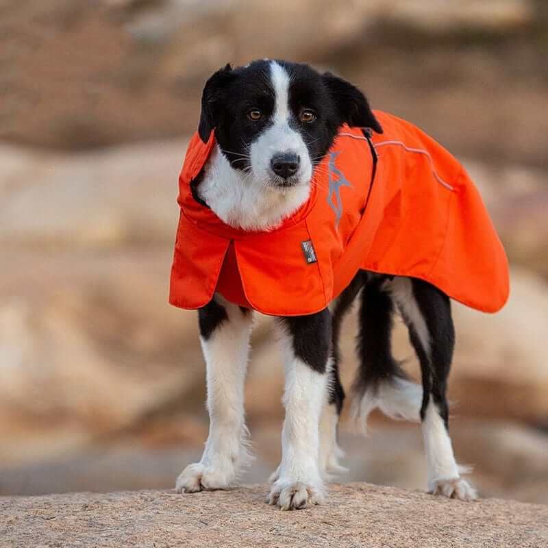 CozyShield Winter Dog Coat on a black and white dog, featuring waterproof and windproof materials for extreme conditions.