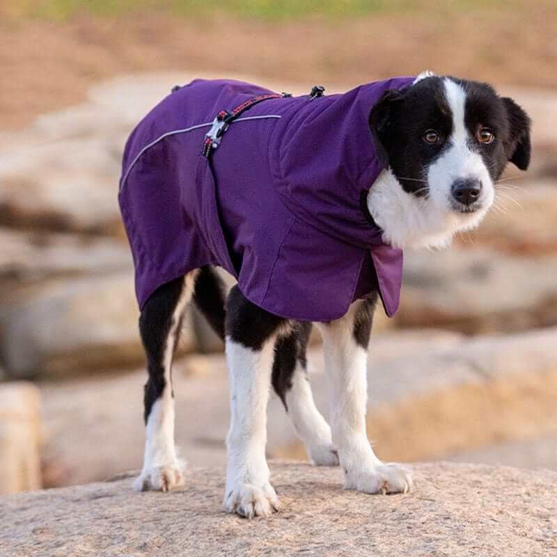 CozyShield Winter Dog Coat on a dog, featuring waterproof material and reflective detailing for warmth and visibility