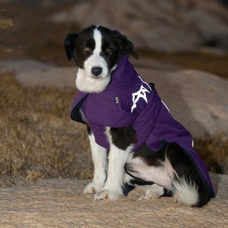 CozyShield Winter Dog Coat on a dog, offering warmth, waterproof material, and reflective detailing for safety in winter.