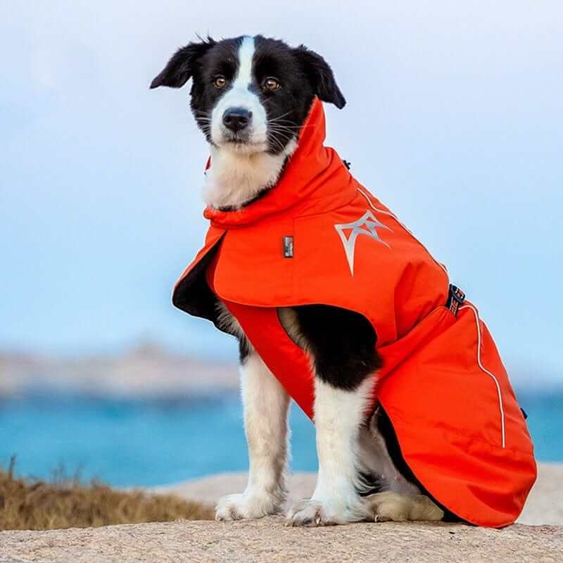 CozyShield Winter Dog Coat on a black and white dog, showcasing waterproof, windproof features and warm insulation.