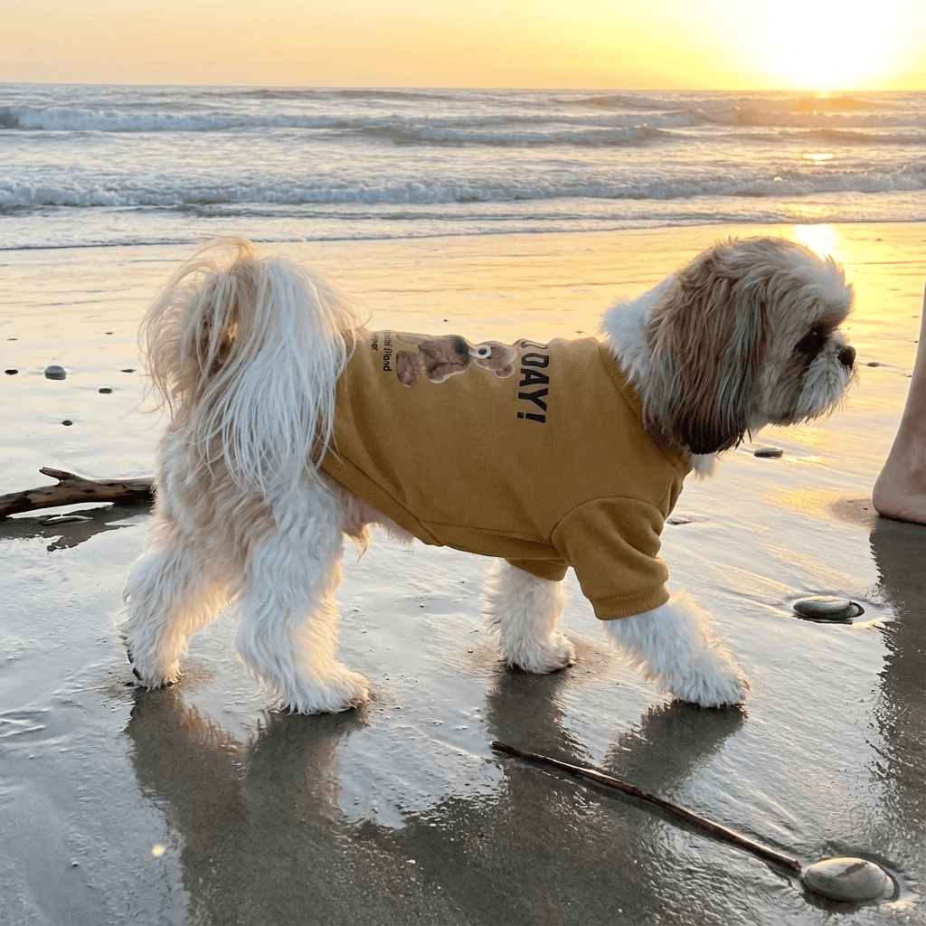 A small dog wearing a CuddleBear Pet Sweater on the beach at sunset, showcasing warmth and cuteness.