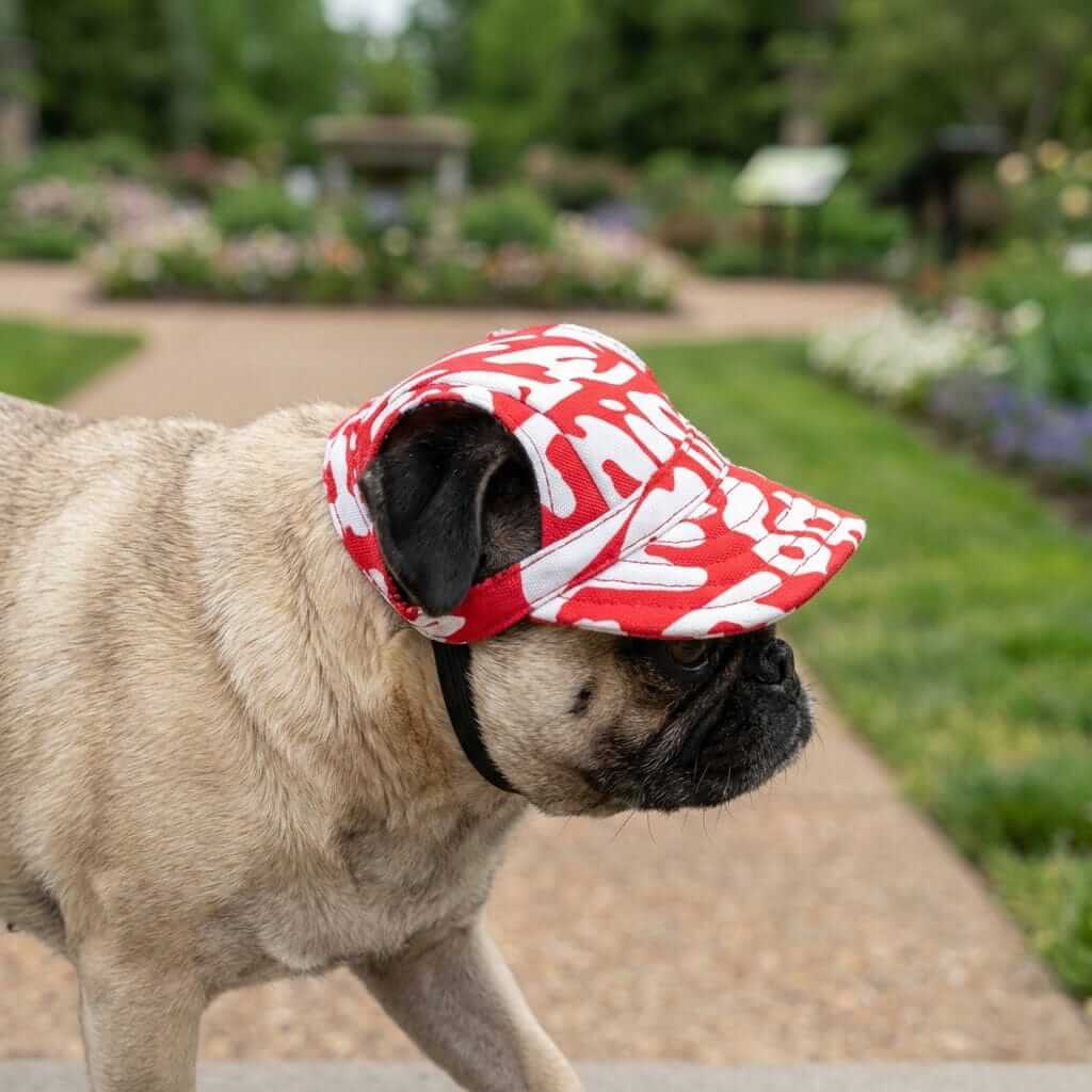 Cut Out Dog Baseball Cap on a pug, showcasing its hollow out design and adjustable elastic strap. Perfect for Dogs & Cats.
