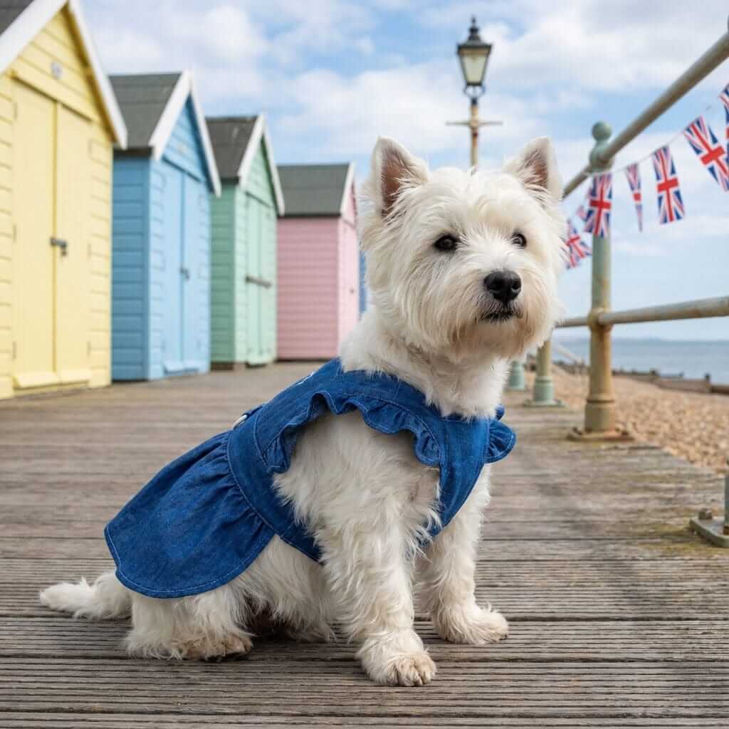 Denim Dog Dress Harness on a small white dog by colorful beach huts, showcasing style and comfort for small breeds.