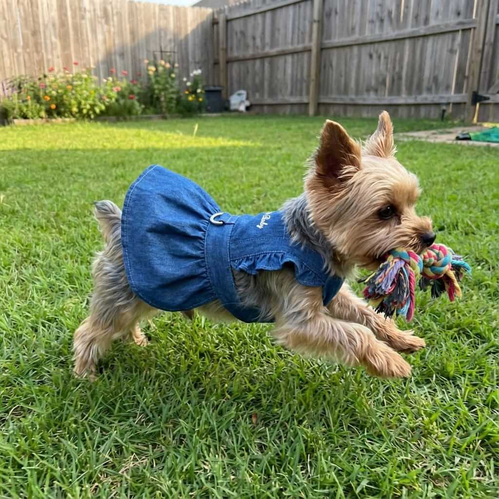 Denim Dog Dress Harness on a small Yorkie in a garden, showcasing stylish design and comfort for small dogs.