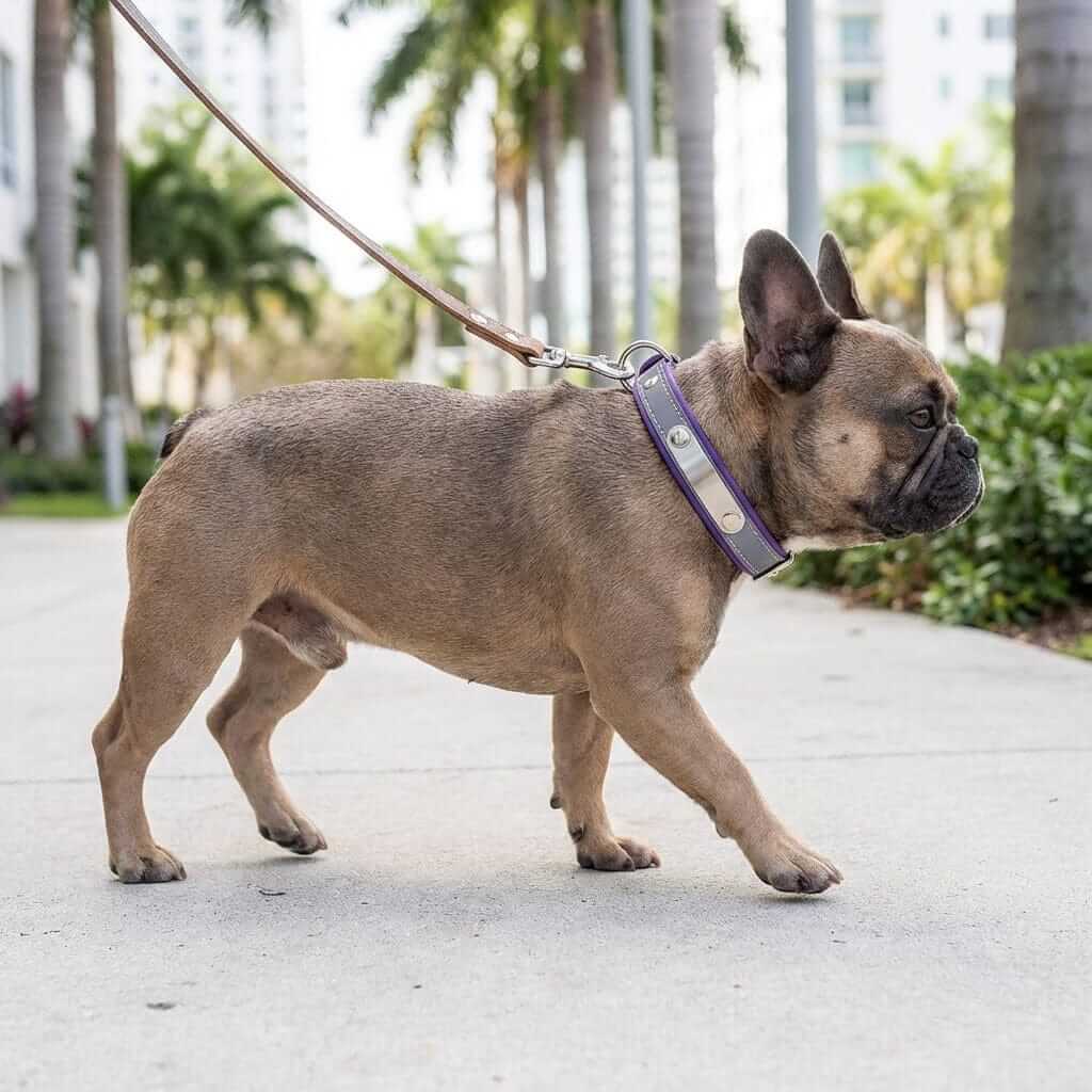 Dog Collar with Stainless Steel Nameplate on a French Bulldog walking in the park, featuring reflective stitching.