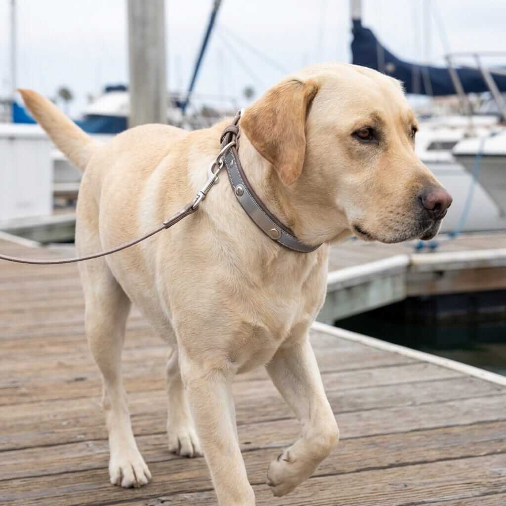 Dog Collar with Stainless Steel Nameplate on a Labrador dog walking near a marina.