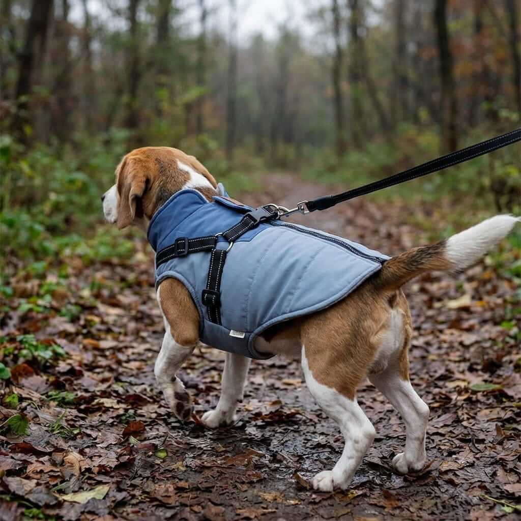 Dog Jacket with Harness on a beagle walking in the forest, waterproof, windproof, perfect for outdoor adventures.