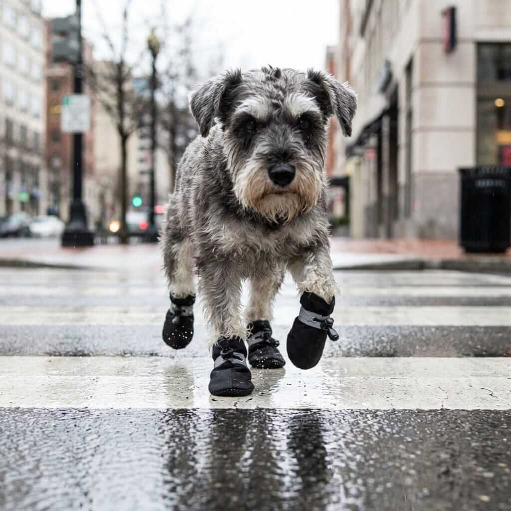 Dog Soft Bottom Rain Boots on a schnauzer walking in the rain on a crosswalk, showcasing comfort and protection for pets.