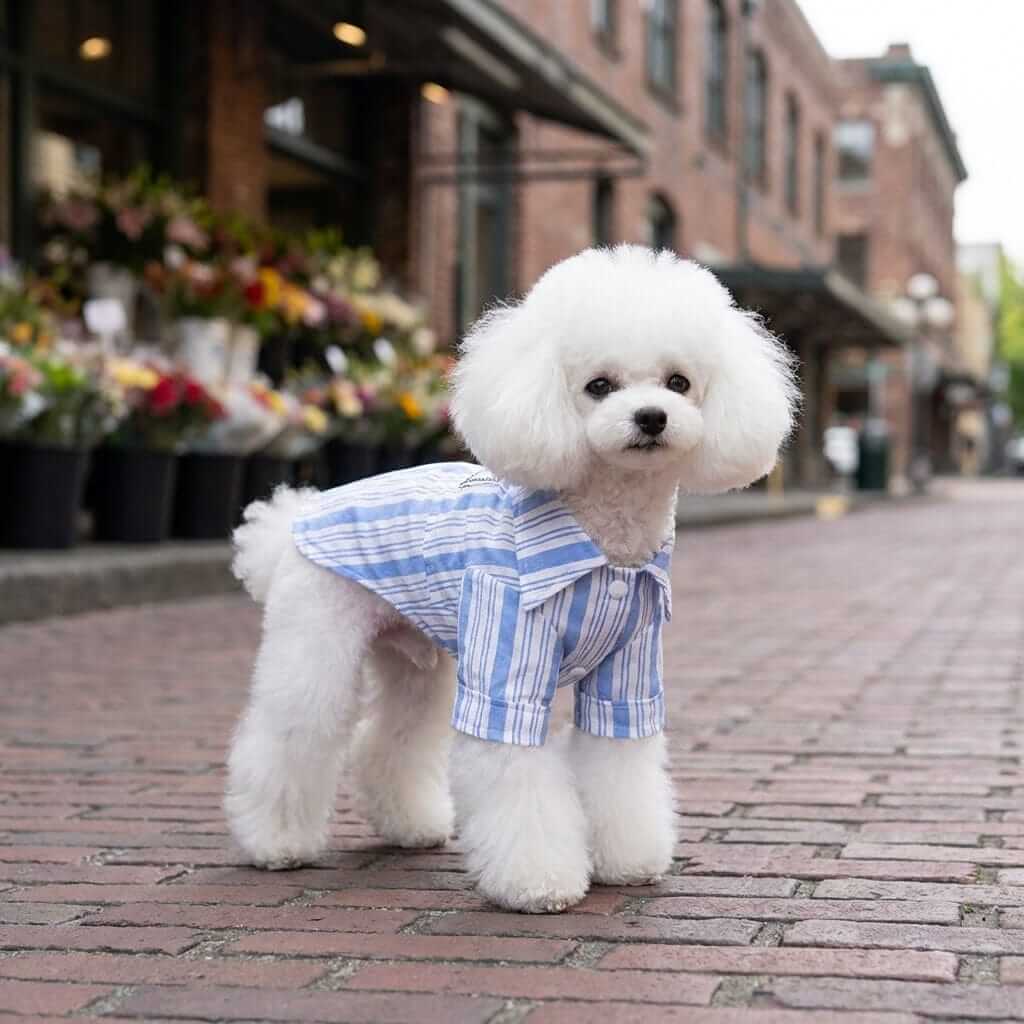 Dog Striped Pet Shirt worn by a fluffy white dog, featuring a step-in design and wide hook-and-loop fasteners for easy adjustability.