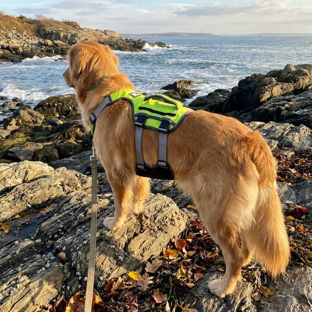 Dog Thoracolumbar Harness on a golden retriever exploring rocky coastline, featuring breathable mesh and quick-release buckle.