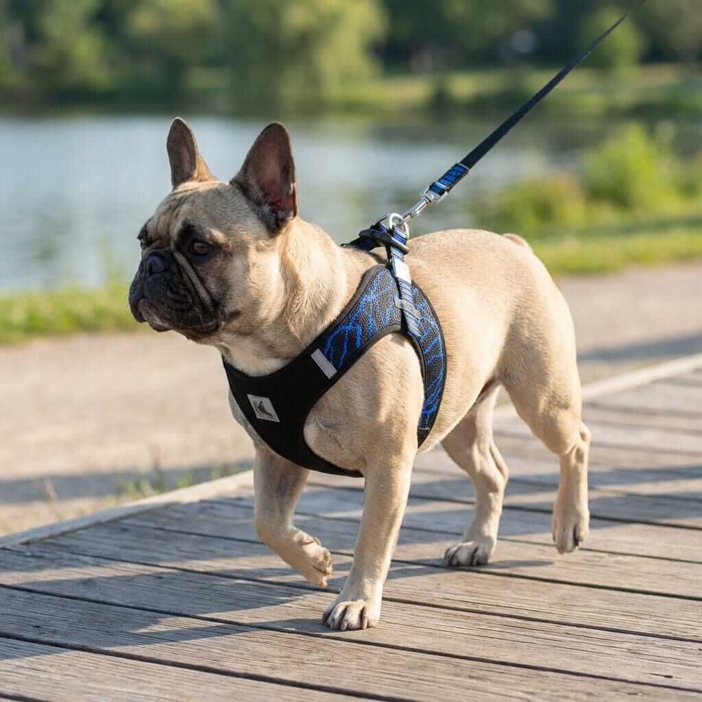 Dog wearing Breathable Mesh Padded Harness, comfortable design with adjustable chest belt, perfect for dogs and cats.