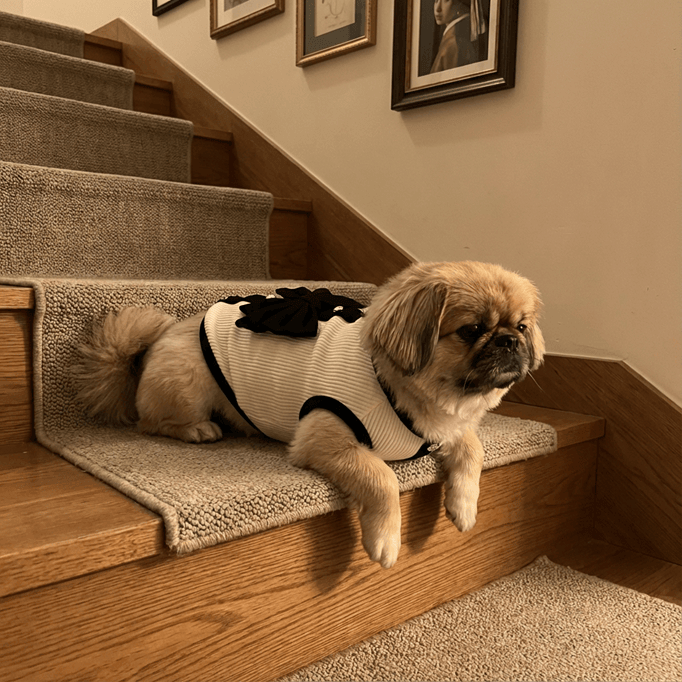 Elegant Pet Bow Dress on small dog lounging on stairs, showcasing stylish bow and chic design for dogs and cats.