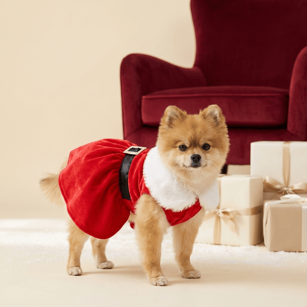 Festive Christmas Princess Dog Dress modelled by a small dog wearing a red dress, perfect for holiday celebrations.