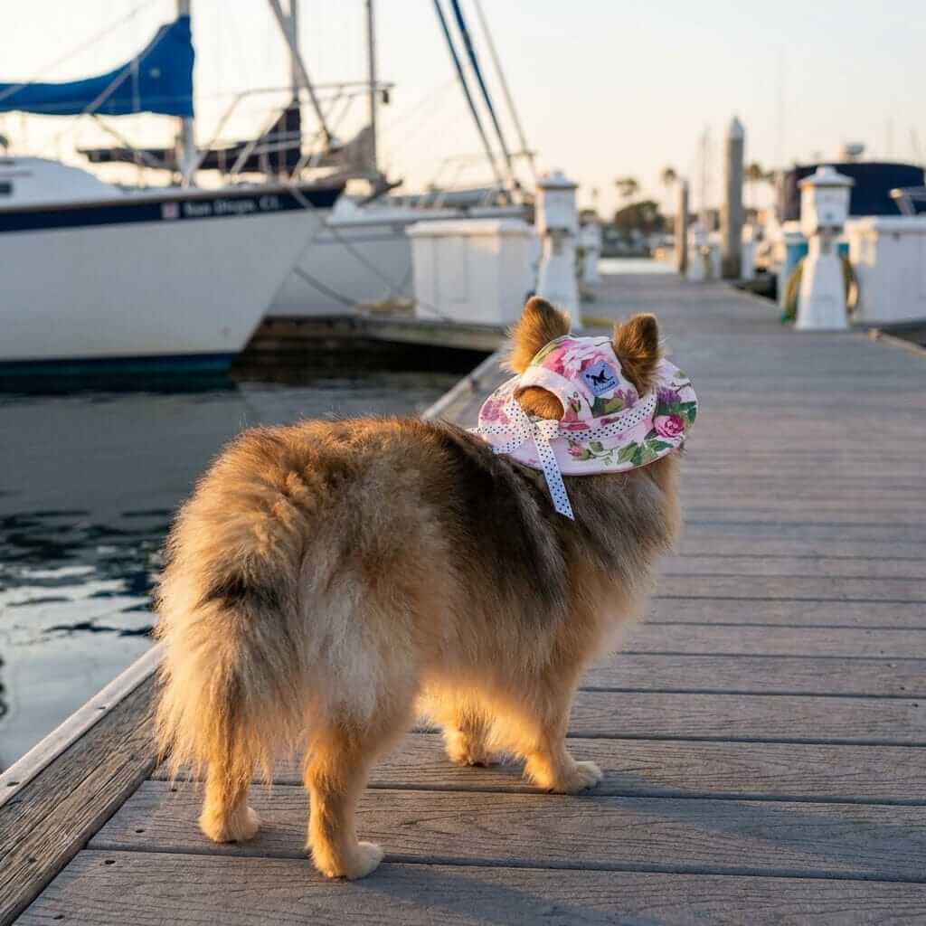 Floral Mesh Breathable Sun Hat on a dog by the marina, featuring floral pattern, adjustable fit, breathable mesh. Dogs & Cats.
