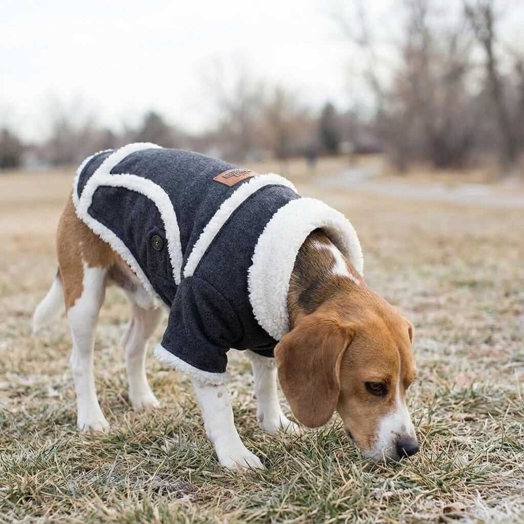 French Bulldog Thick Warm Dog Jacket on a beagle, featuring breathable, lightweight fleece for cozy warmth.
