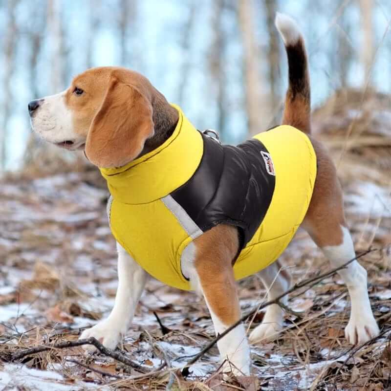 FrostGuard Pet Winter Vest on a Beagle, offering warmth, waterproof features, perfect for dogs and cats by Dogs & Cats.