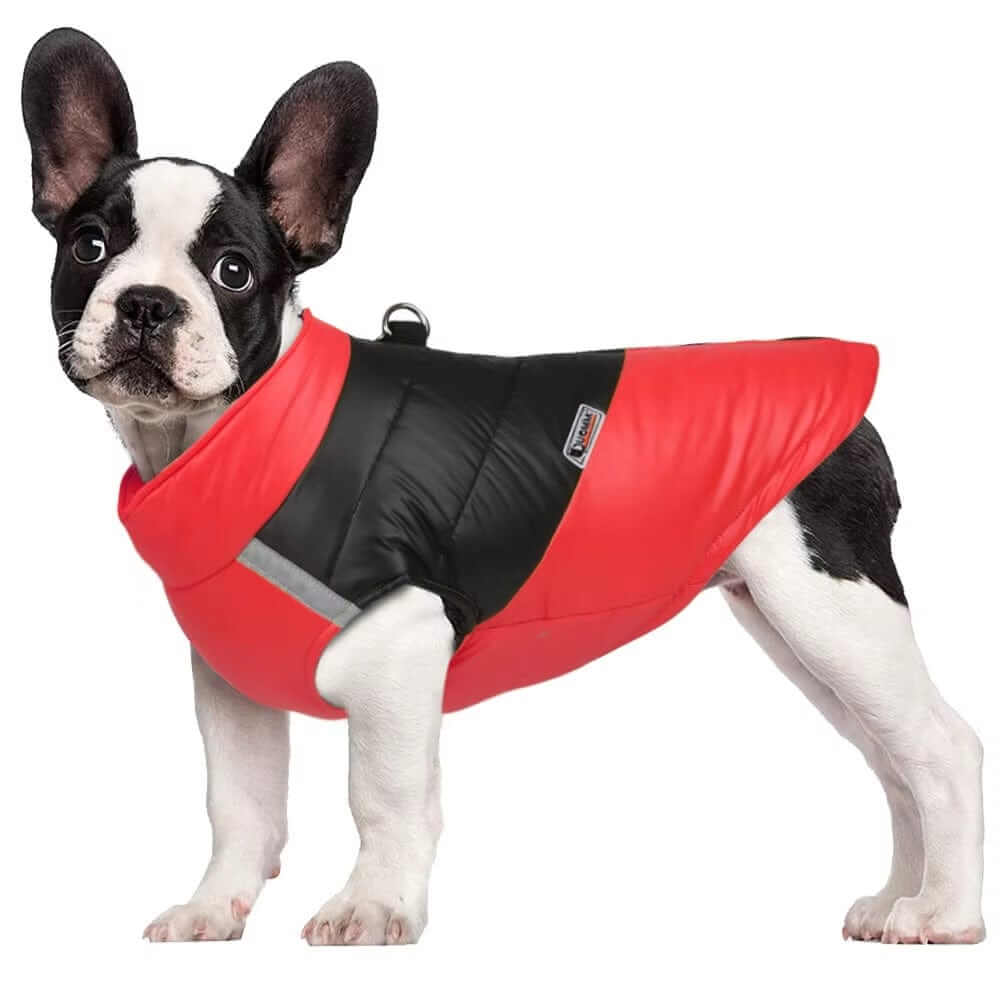 FrostGuard Pet Winter Vest on a French Bulldog, showcasing warmth, waterproof features for dogs and cats.
