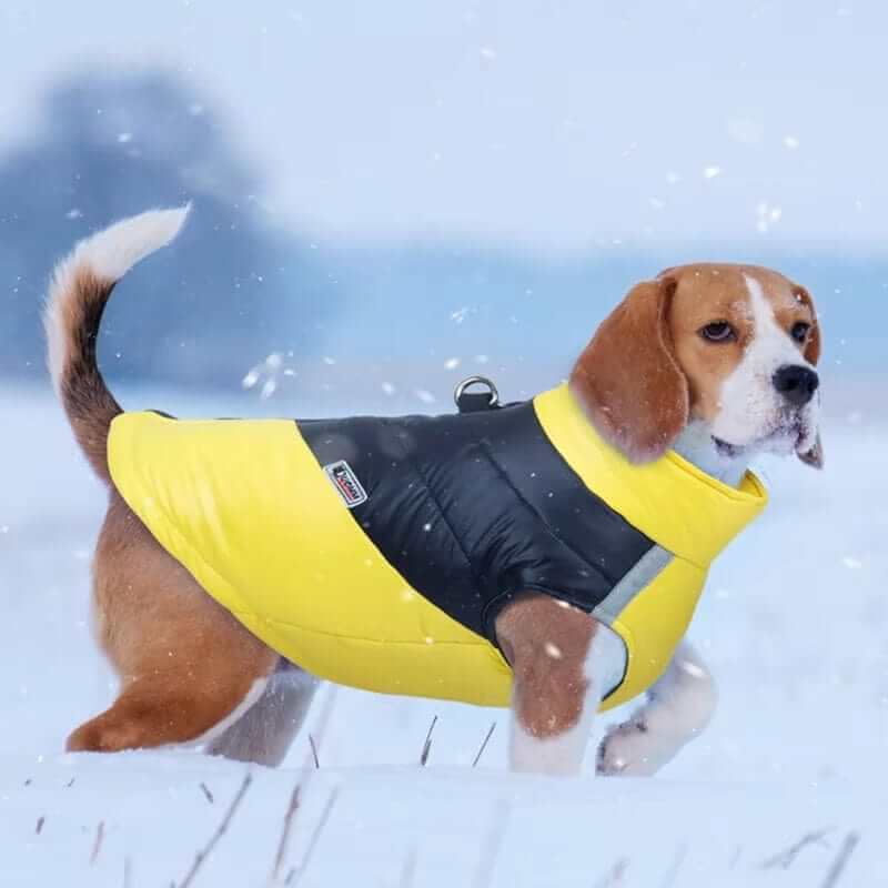 FrostGuard Pet Winter Vest on a Beagle, waterproof and cozy, perfect for winter walks. Dogs & Cats brand.