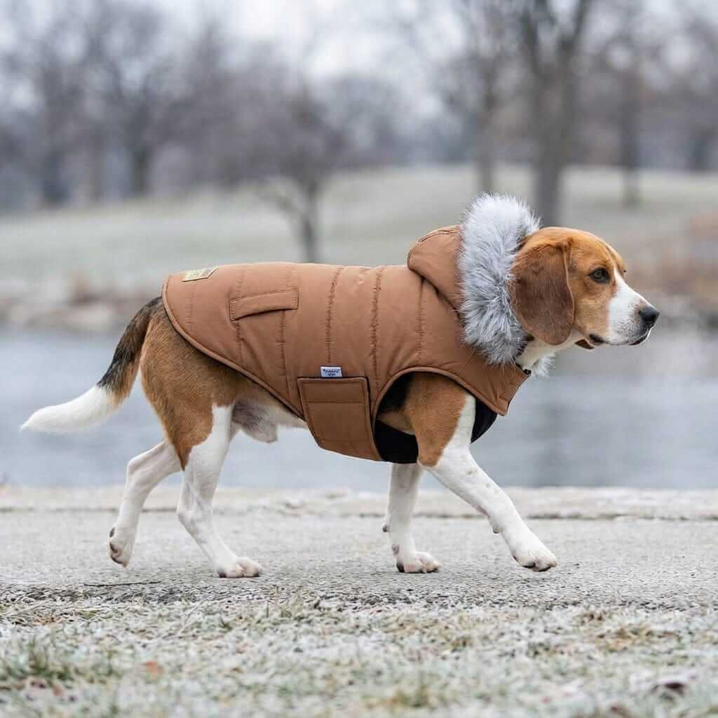 Dog wearing Fur Trim Hood Padded Coat with faux fur trim, stylish design, perfect for keeping pets warm and cozy.