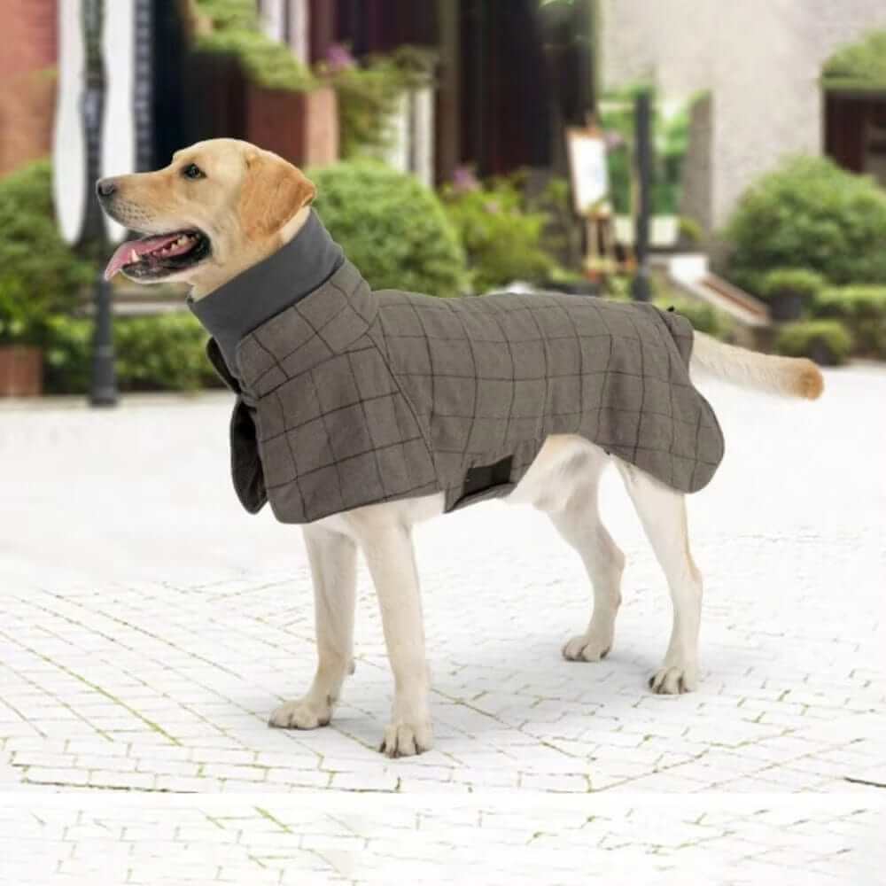 Gentleman Dog Coat on a medium-sized dog, featuring warm fleece material and a stylish plaid design by Dogs & Cats.