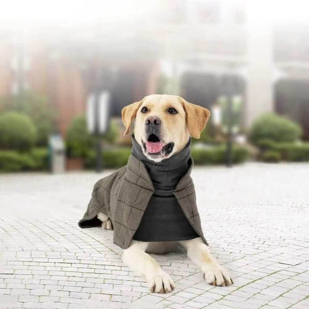 Gentleman Dog Coat on a medium-sized dog, featuring cozy fleece, stylish design, and comfort for winter. Dogs & Cats brand.
