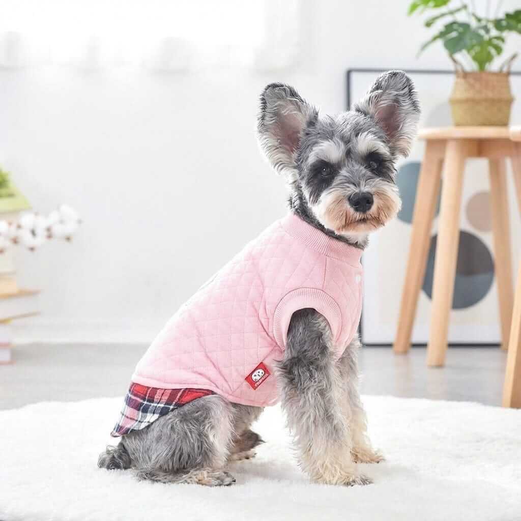 Grr And Purr Two-legged Dog Sweater on a stylish dog, featuring practical, breathable fabric and a two-legged style.
