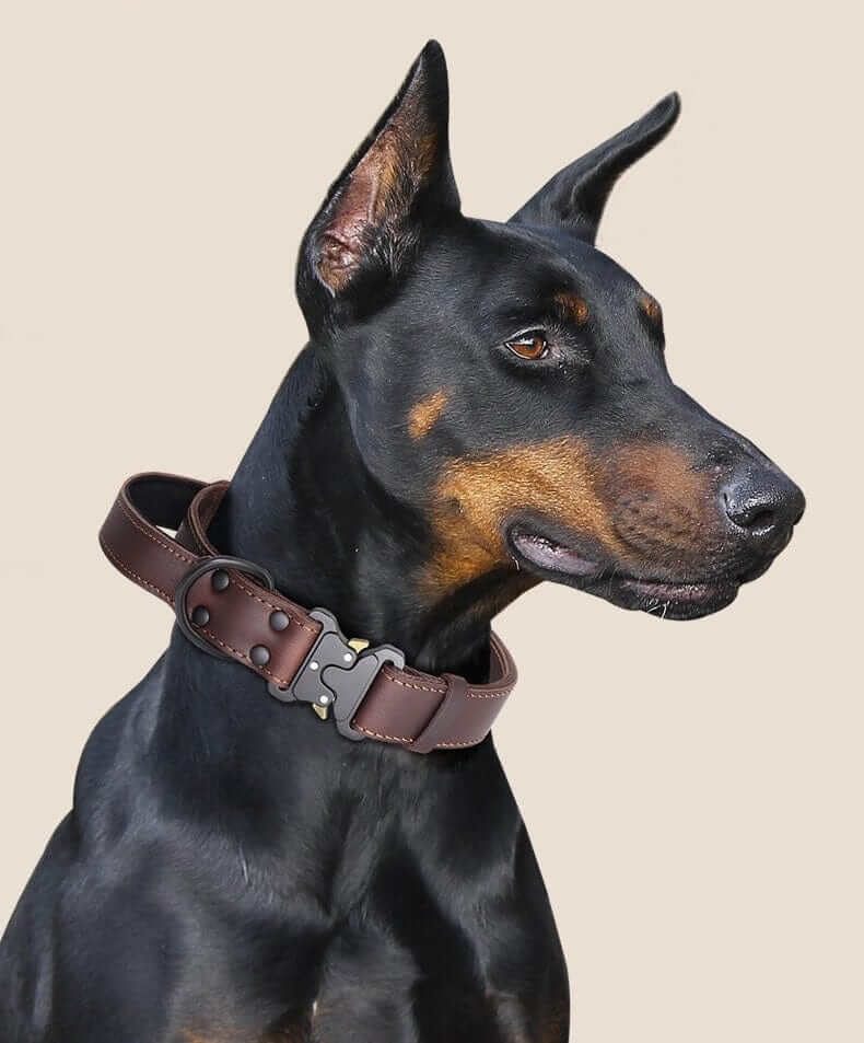 Heritage Leather Dog Collar on a Doberman, featuring strong buckle, classic style, designed for comfort by Dogs & Cats.