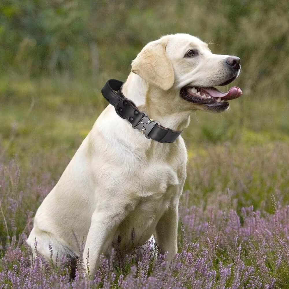 Heritage Leather Dog Collar on a Labrador surrounded by purple flowers, showcasing style and comfort for dogs.