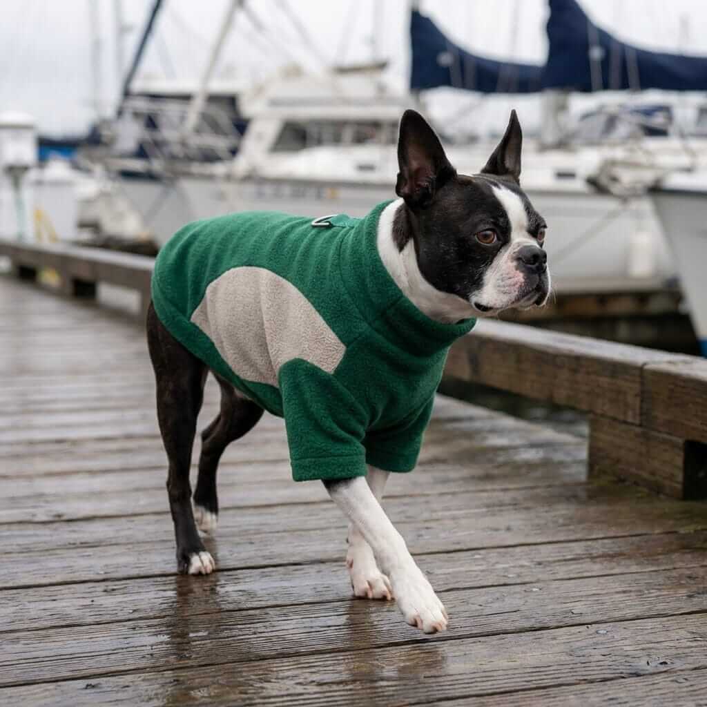 Heritage Thermal Dog Sweatshirt on a Boston Terrier, showcasing warmth, comfort, and canine style by Dogs & Cats.