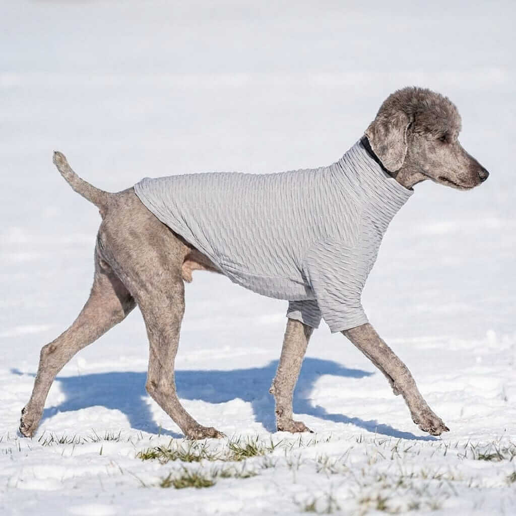 Honey Comb Pattern High Neck Dog Shirt worn by a dog outdoors in snow, showcasing its breathable fabric and high neck design.