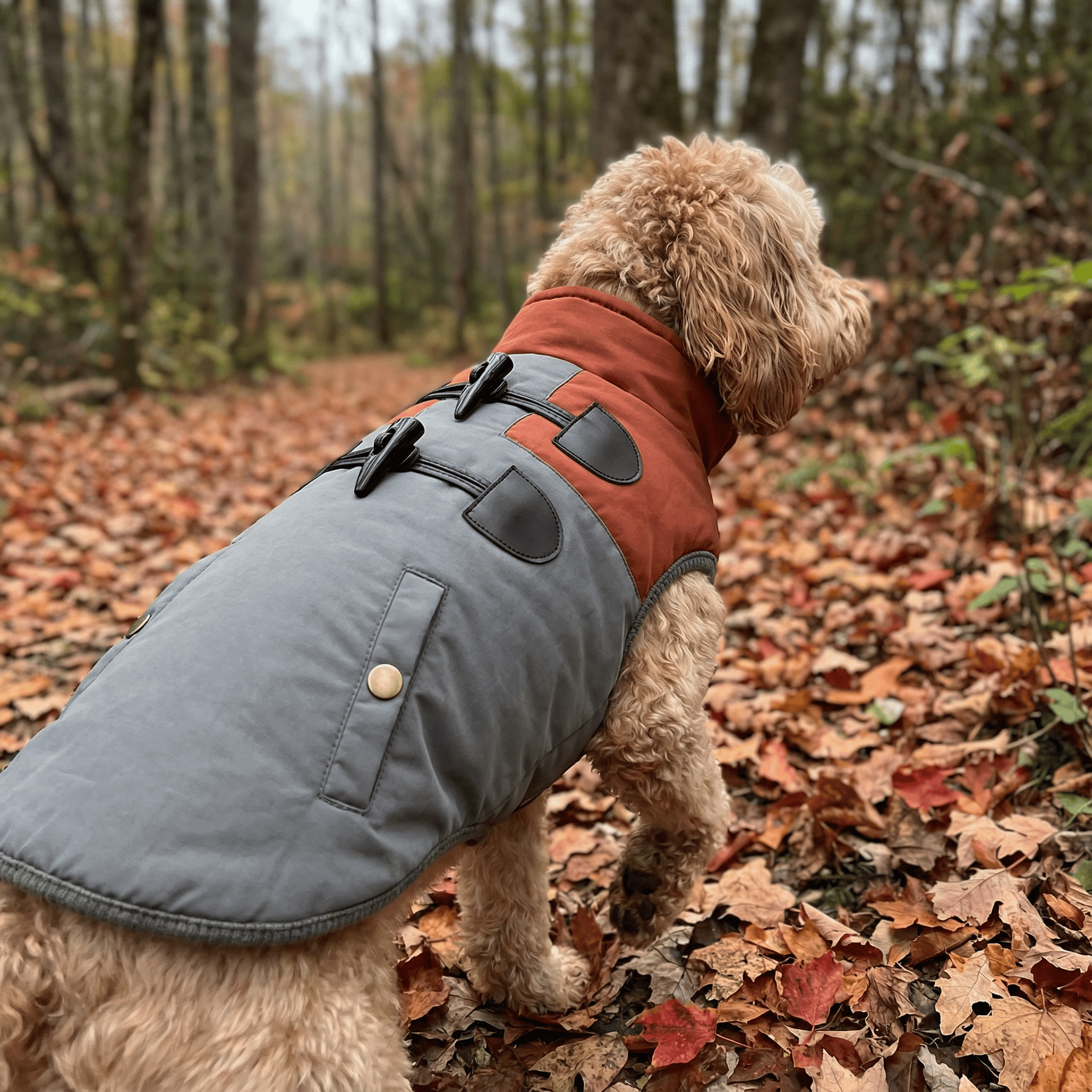 Horn Button Cotton Dog Vest on a dog in a forest, showcasing lightweight warmth, stylish horn buttons for Dogs & Cats.