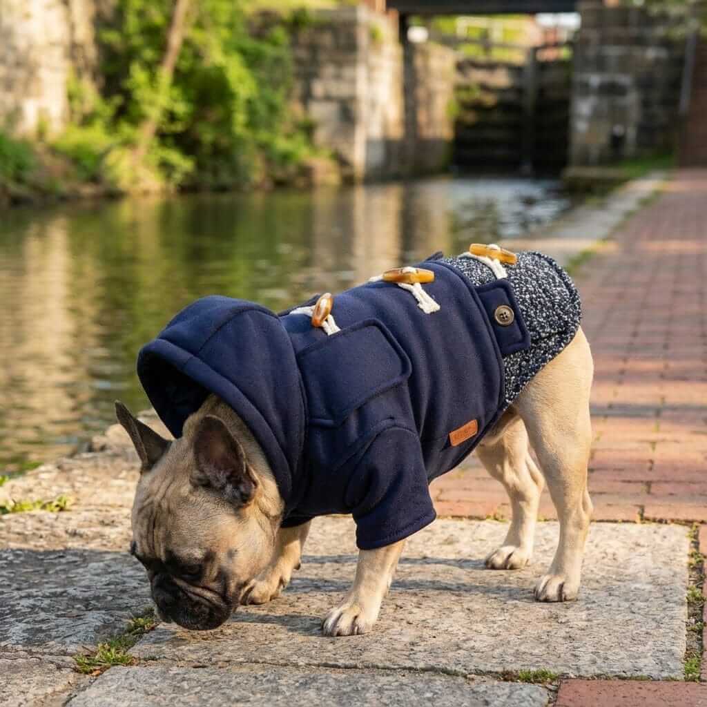 Horn Button Hooded Coat on a French Bulldog, featuring horn buttons and a leash hole, perfect for Dogs & Cats brand.