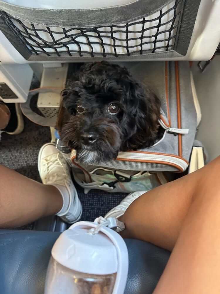 JetSet Paws Luxury Travel Pet Carrier & Car Seat featuring a small dog comfortably seated during travel.