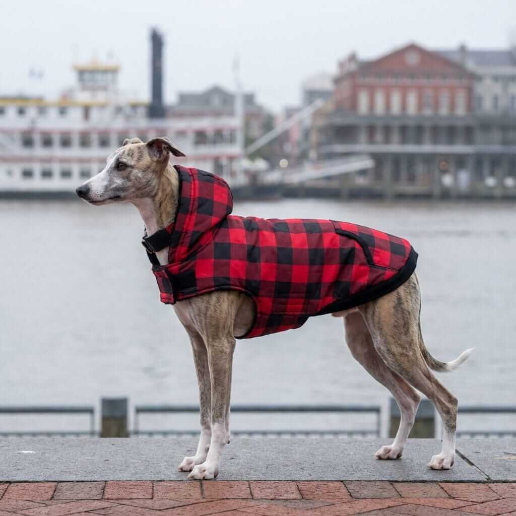 Kangaroo Pocket Plaid Dog Hoodie on a dog by the waterfront, featuring a plaid pattern and cozy design for dogs and cats.