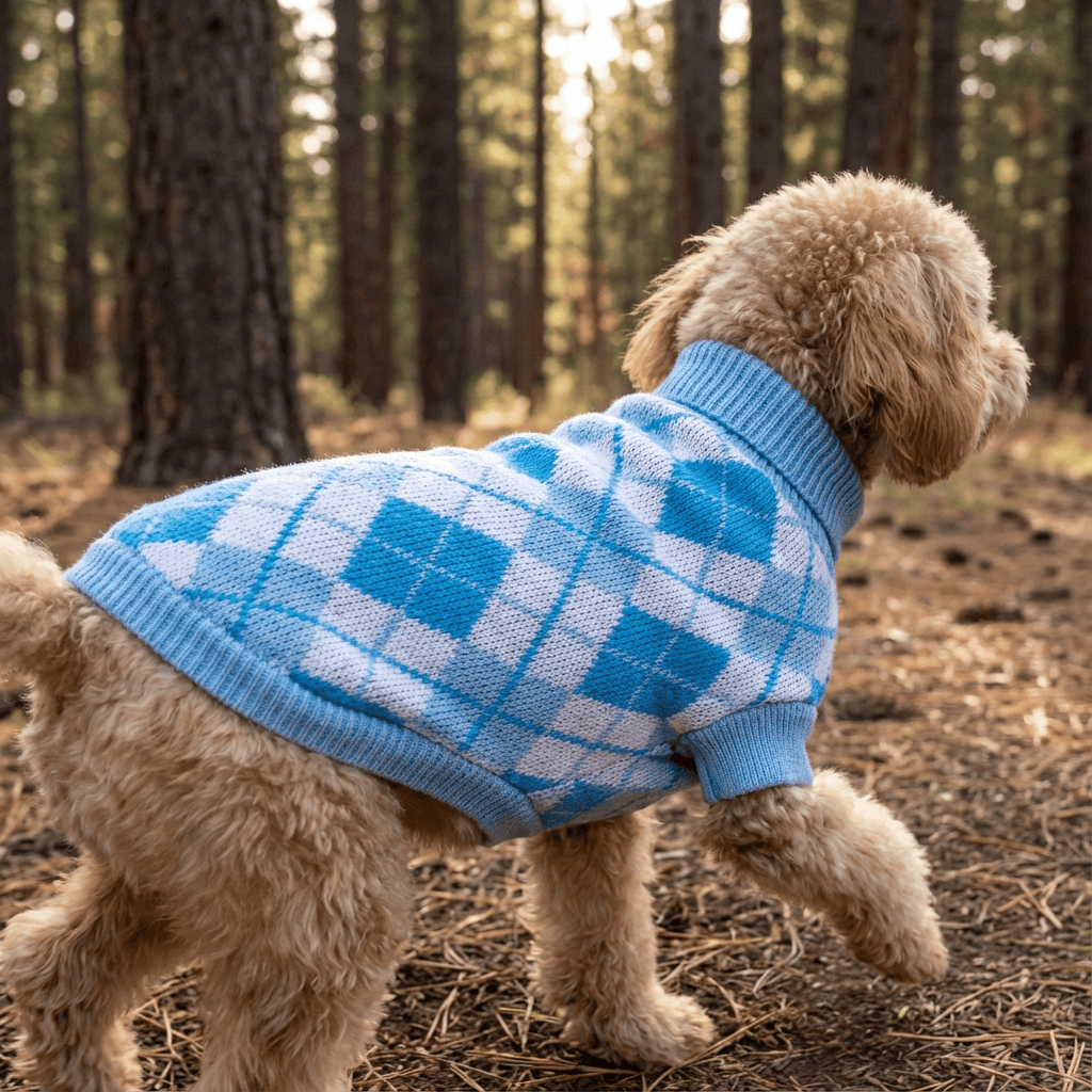Dog wearing a blue London Checkered Knitted Sweater outdoors in a wooded area, showcasing its pullover design and knitted texture.