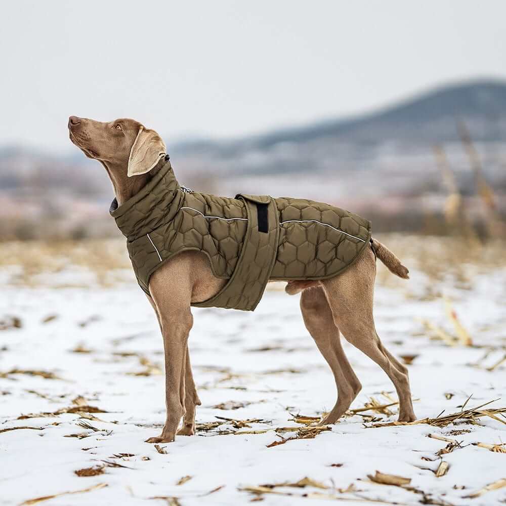 Luxury Greyhound Winter Dog Coat - Elegant warm coat for stylish dogs by Dogs & Cats, designed for chilly winter walks.