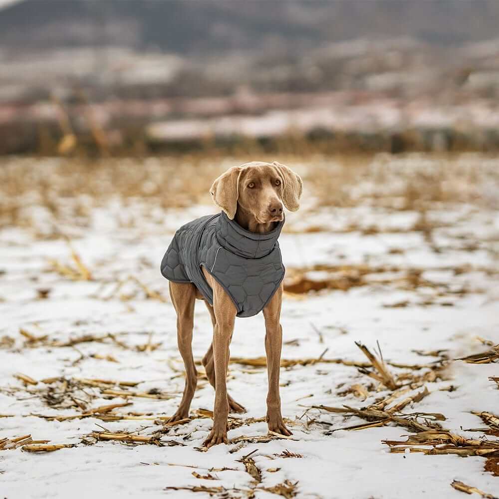 Luxury Greyhound Winter Dog Coat on a stylish greyhound in a snow-covered field, featuring premium warmth and comfort.