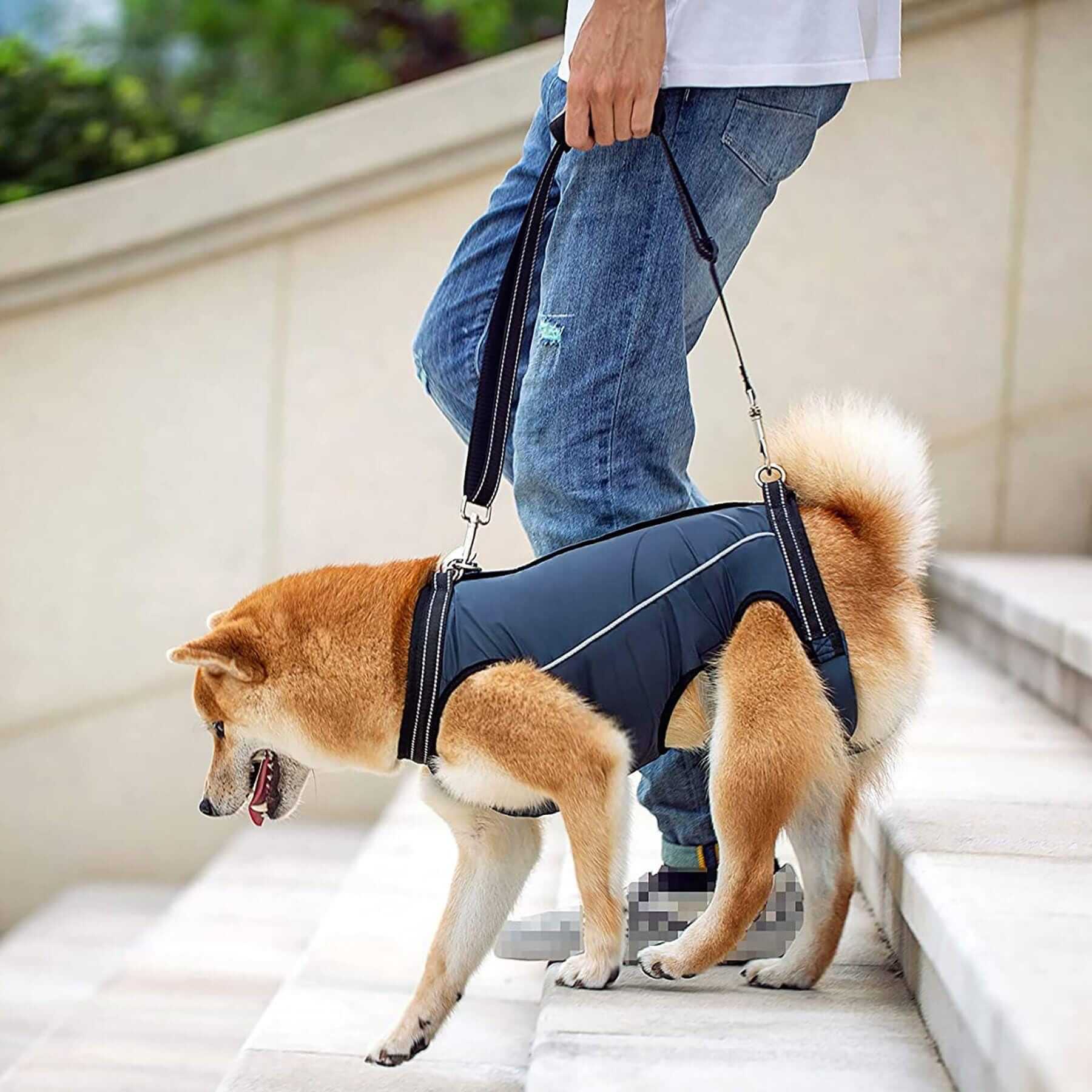 MobilityLift Dog Support Harness on a Shiba Inu, featuring support strap for mobility assistance.